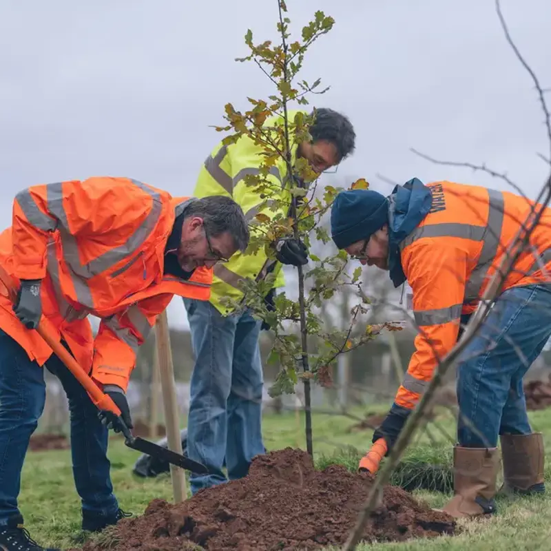 Team members planting trees